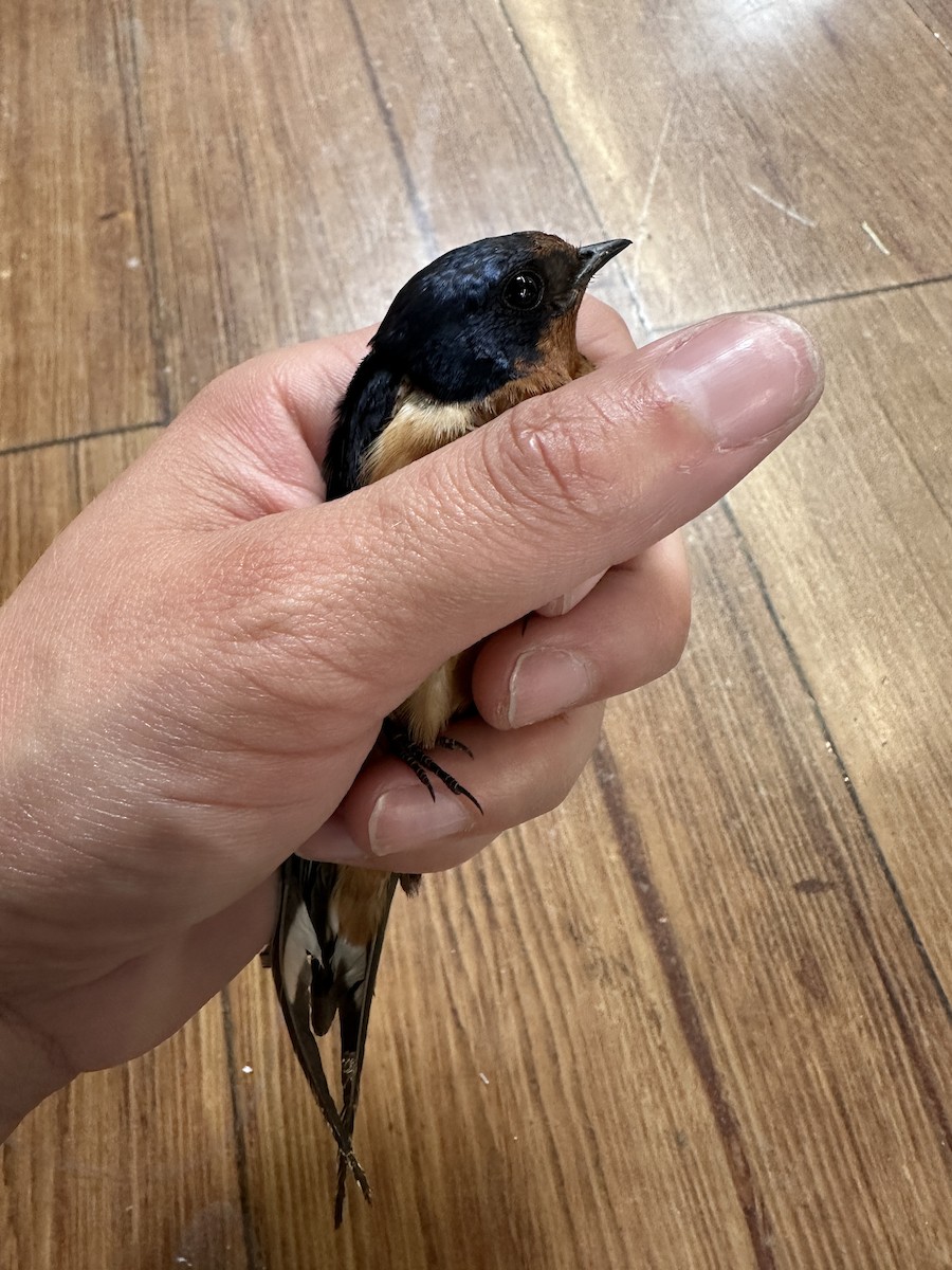 Barn Swallow - Jamie Nighthawk