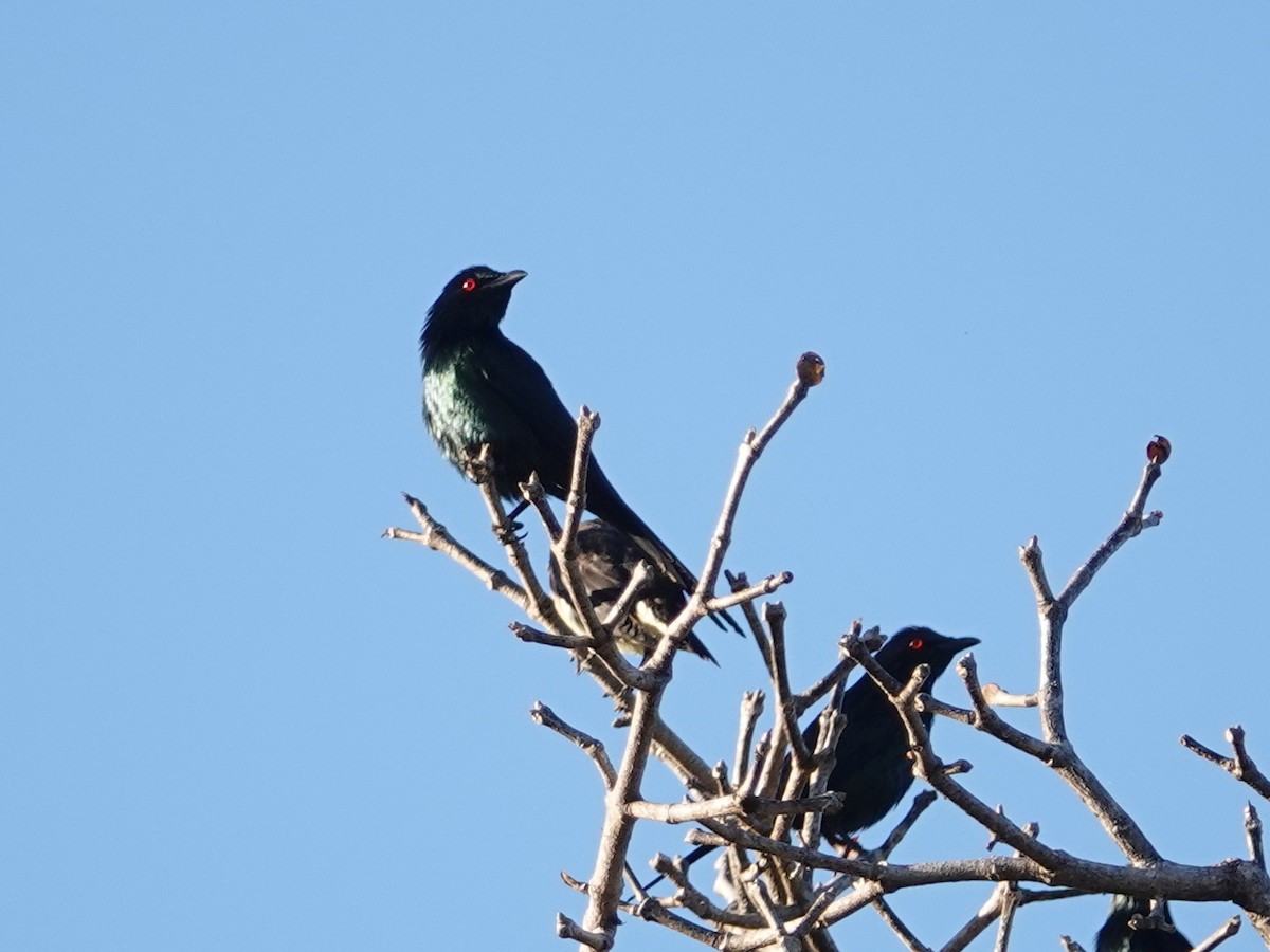 Metallic Starling (Metallic) - ML622815303