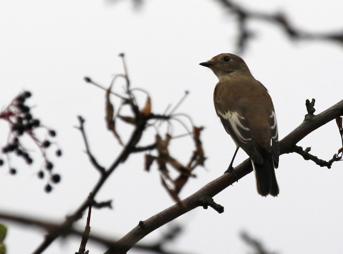 European Pied Flycatcher - ML622815316