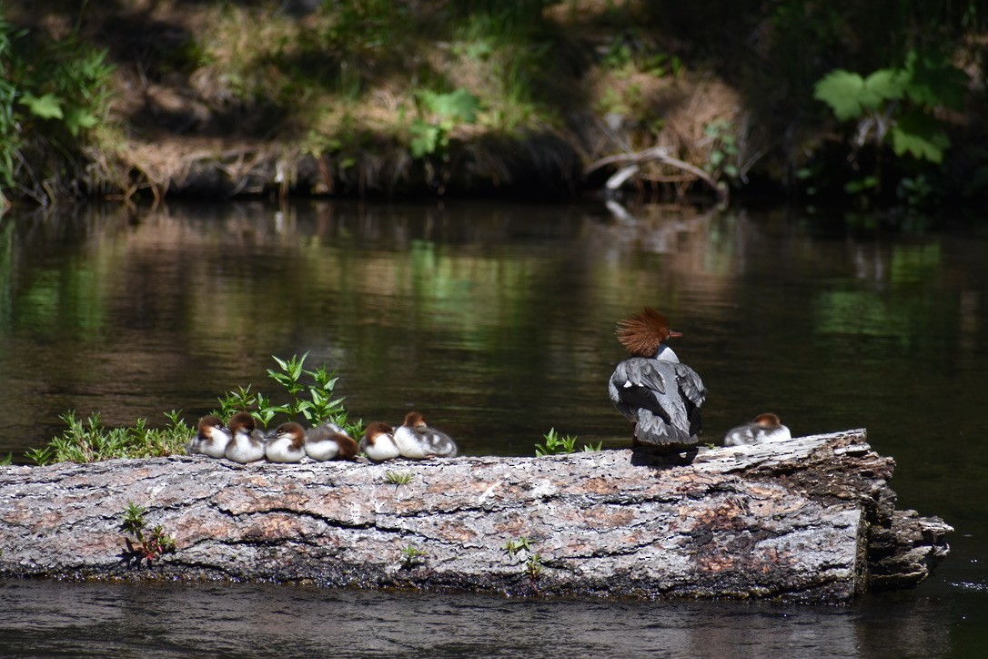 Common Merganser - Ann Robben Dott