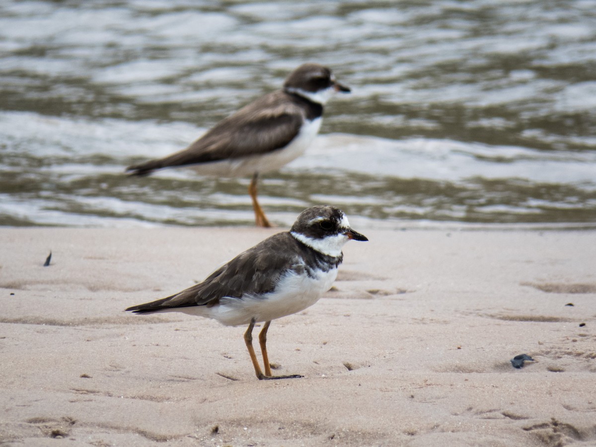 Semipalmated Plover - Eduardo Vieira 17