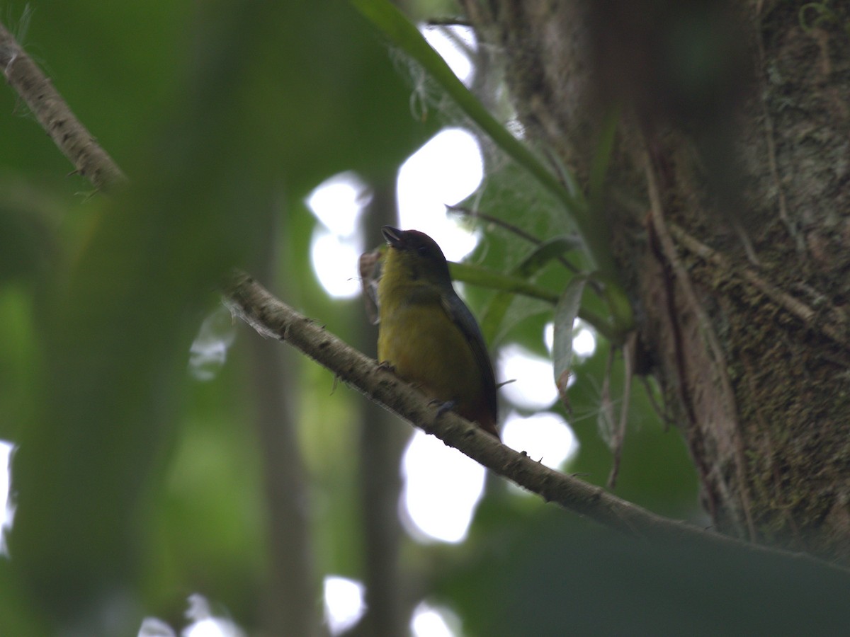 Tawny-capped Euphonia - Menachem Goldstein