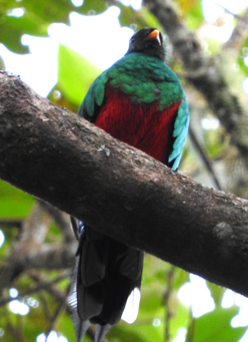 White-tipped Quetzal - ML622815389