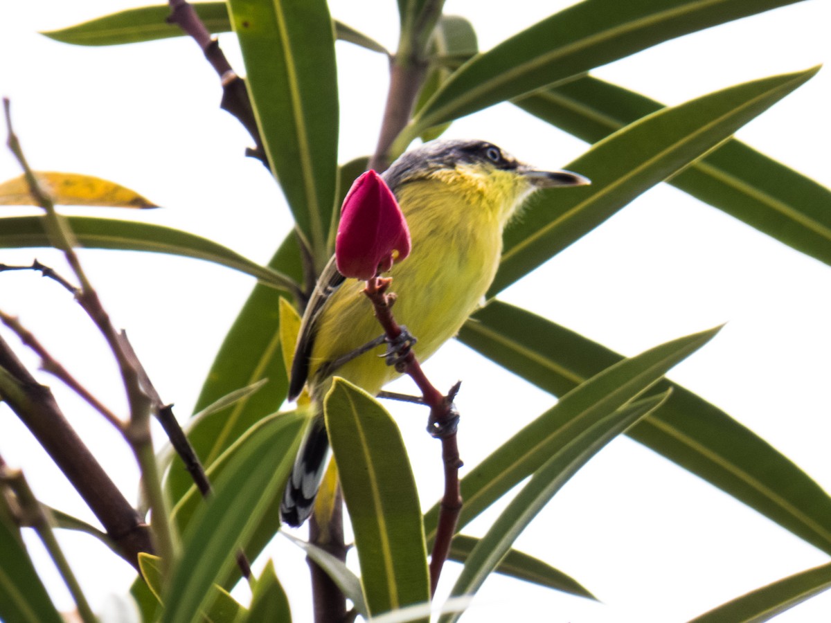 Common Tody-Flycatcher - Eduardo Vieira 17