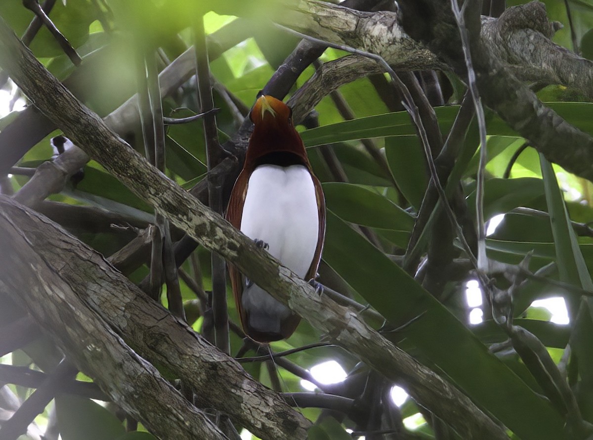 King Bird-of-Paradise - ML622815404