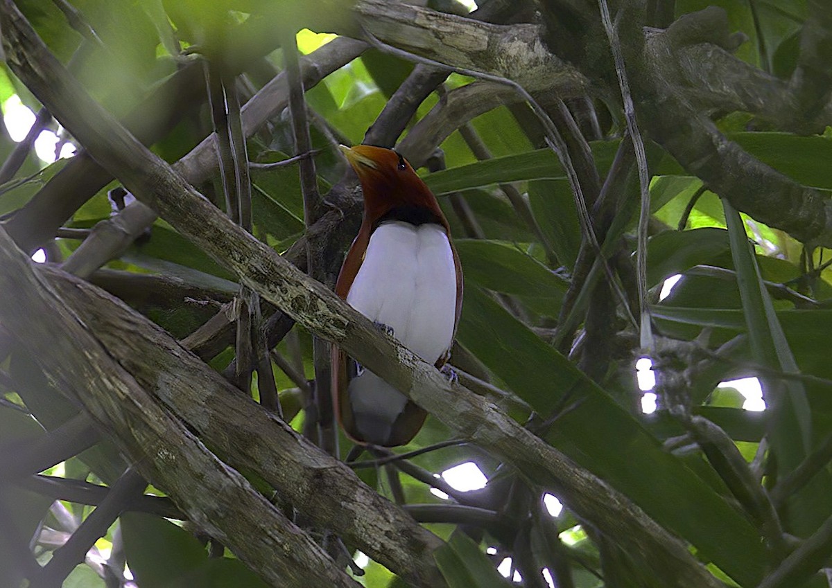 King Bird-of-Paradise - ML622815405