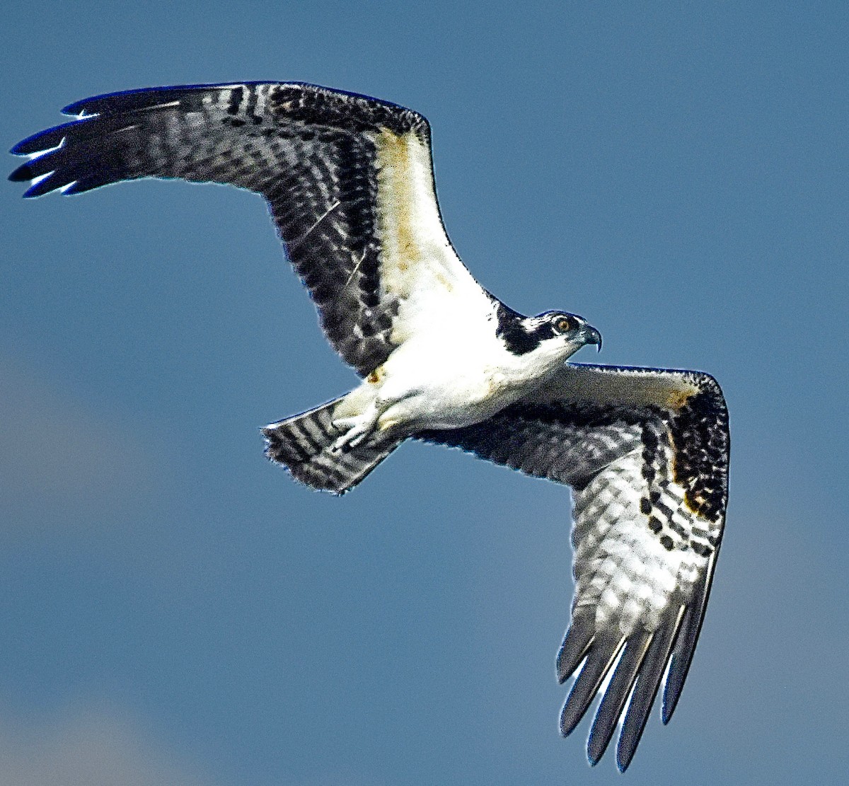 Osprey - Michael Brower