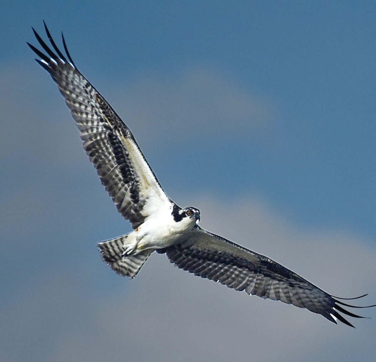 Osprey - Michael Brower