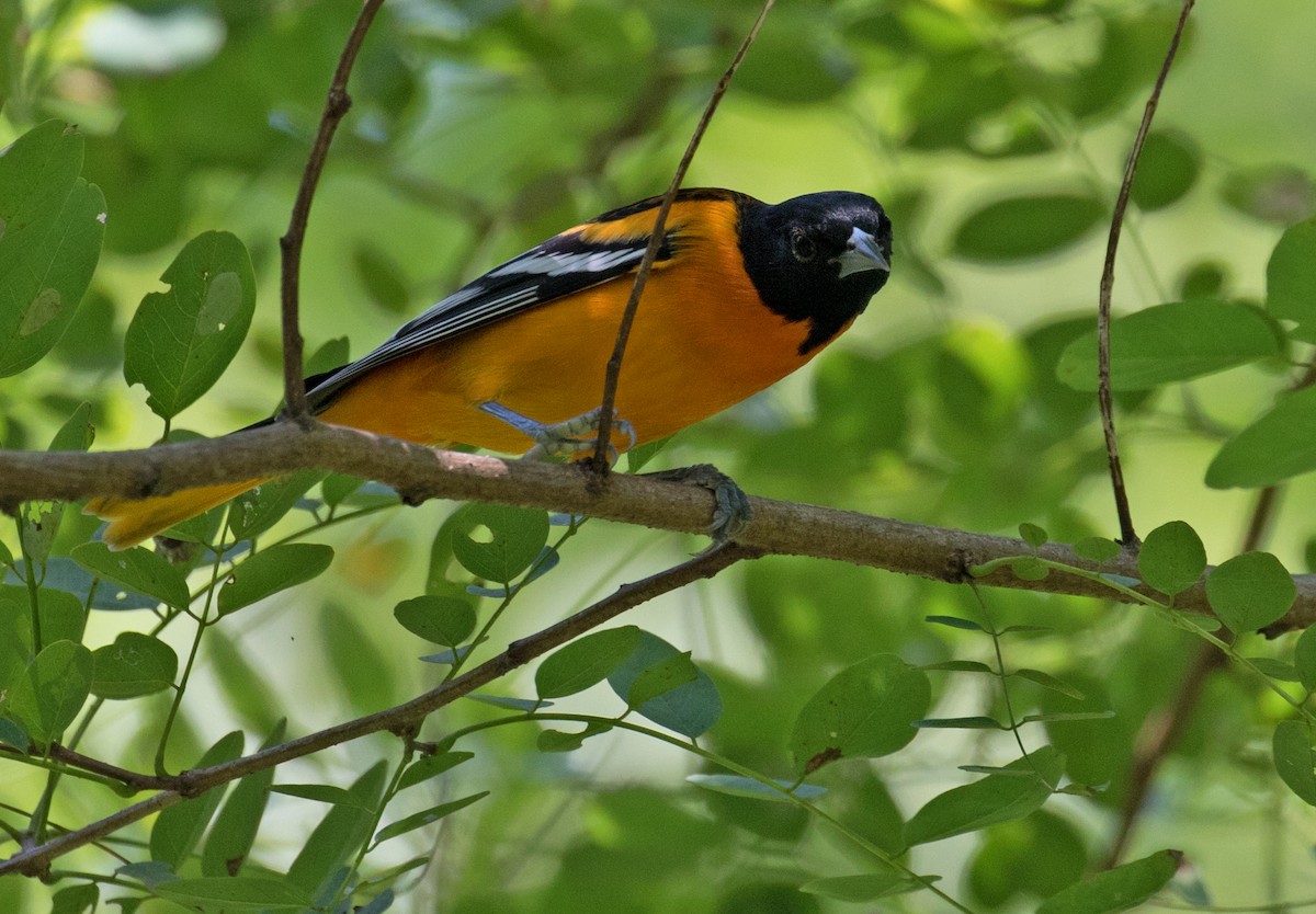 Baltimore Oriole - ML622815437