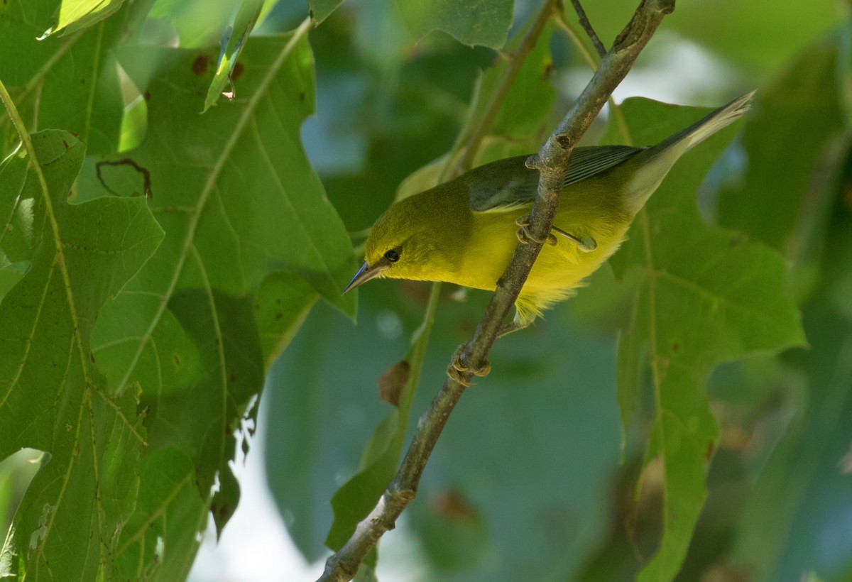 Blue-winged Warbler - Mark R Johnson