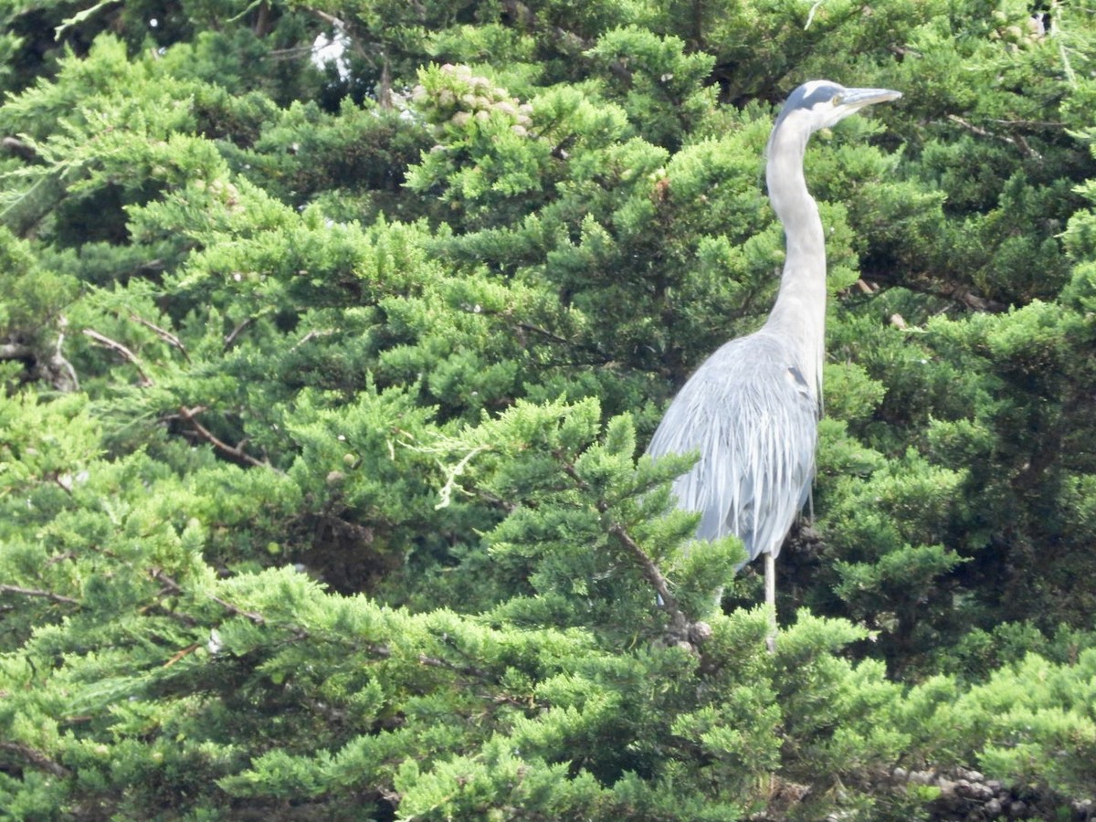 Great Blue Heron - ML622815463