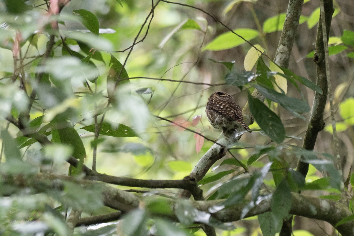 Collared Owlet - ML622815480