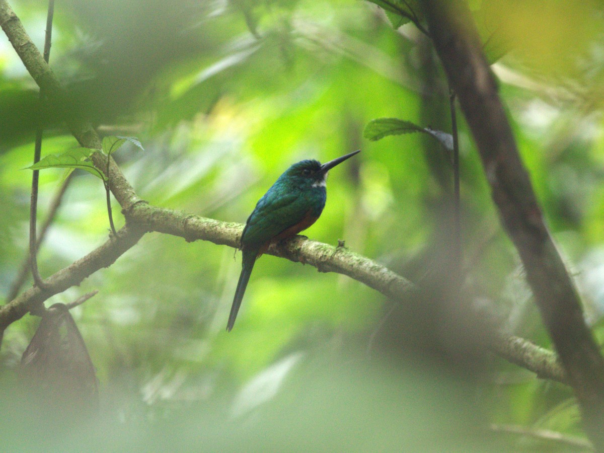 Rufous-tailed Jacamar - ML622815492