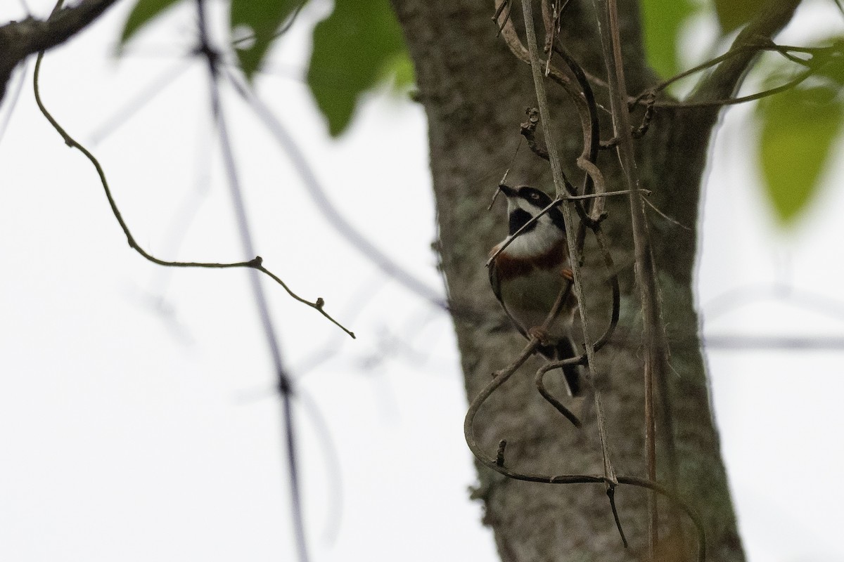 Black-throated Tit (Black-throated) - ML622815494