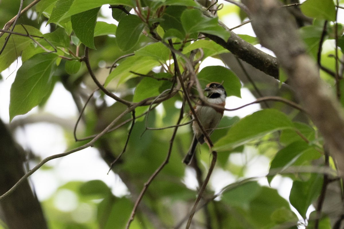 Black-throated Tit (Black-throated) - ML622815495