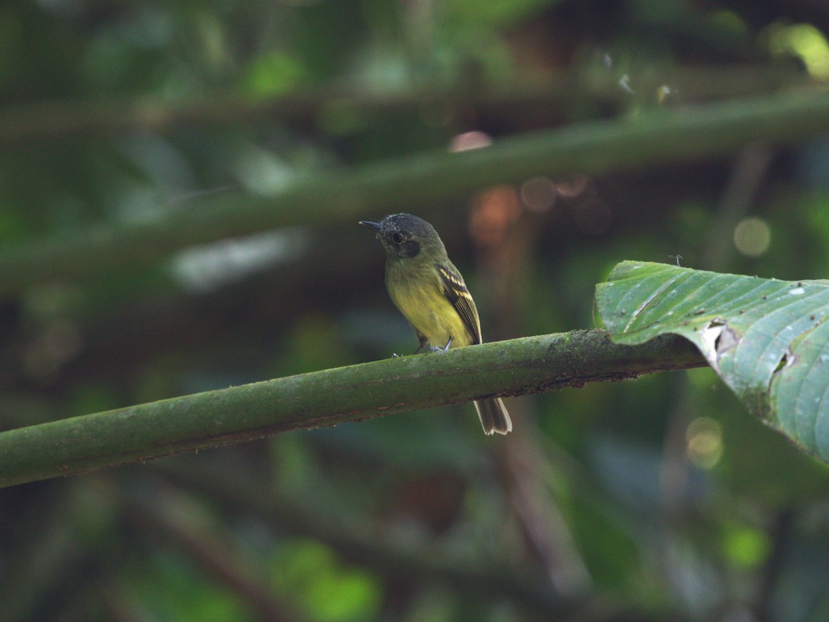 Slaty-capped Flycatcher - ML622815516