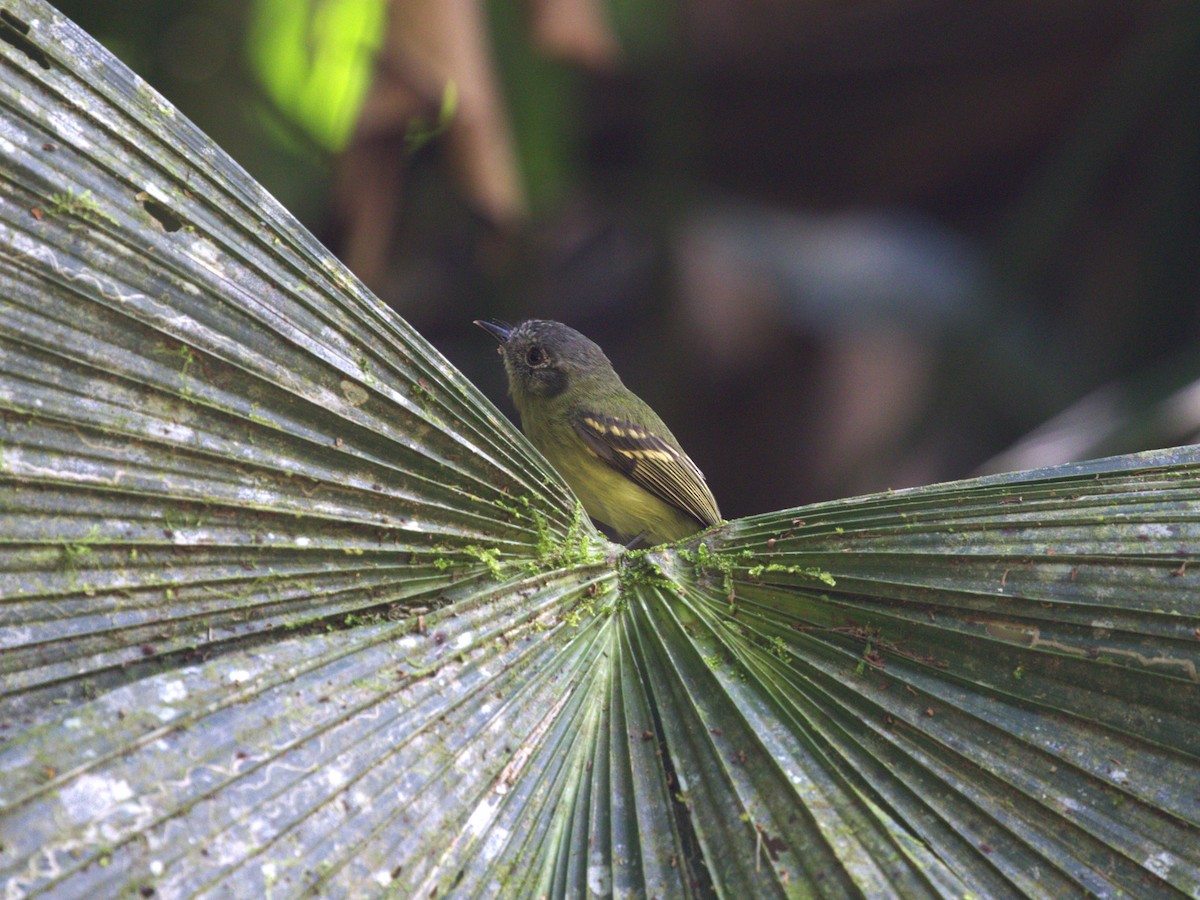 Slaty-capped Flycatcher - ML622815518