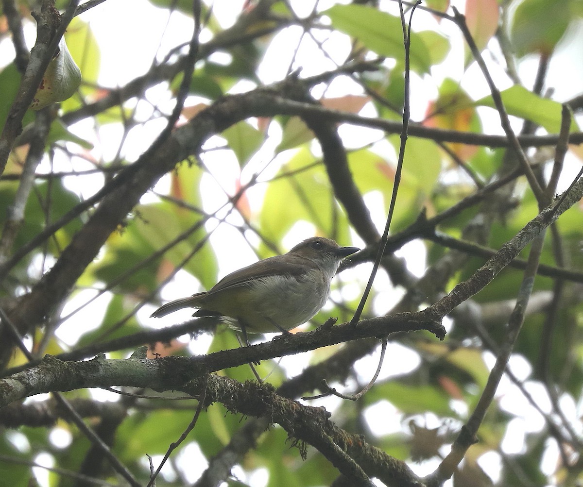 Sulphur-bellied Whistler - ML622815526