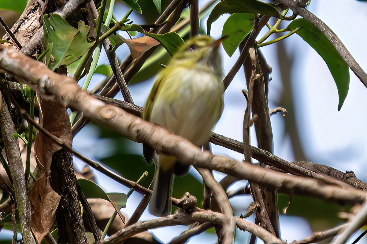 Hangnest Tody-Tyrant - ML622815580