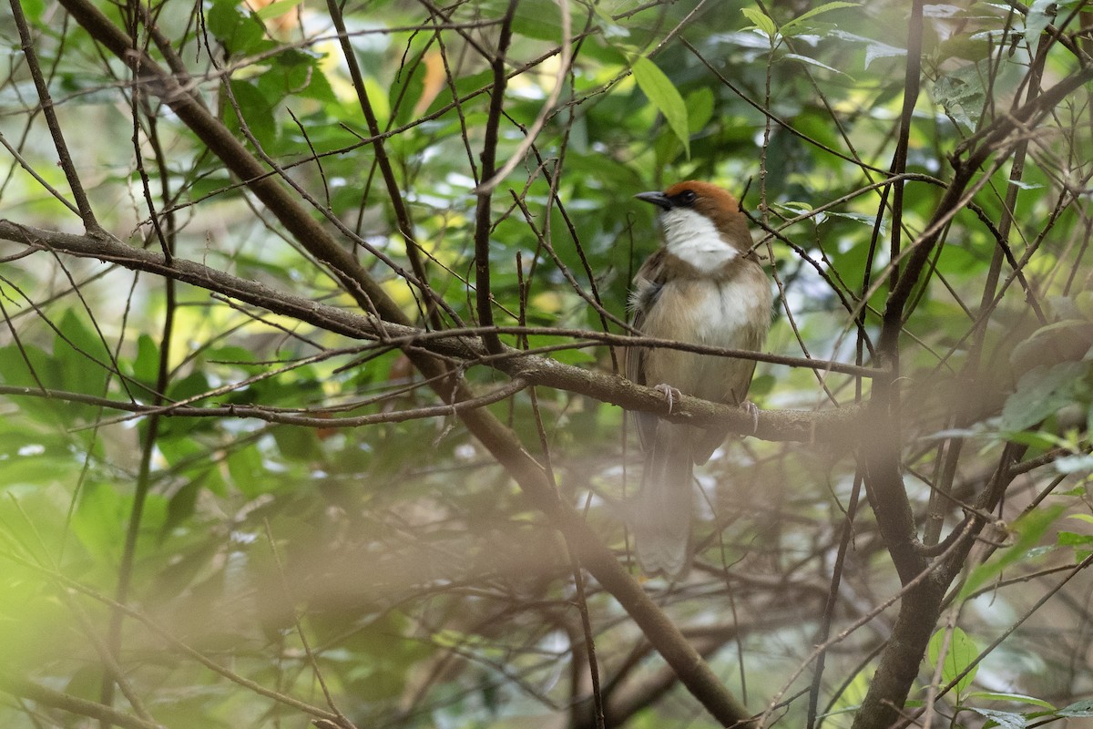 Rufous-crowned Laughingthrush - ML622815620