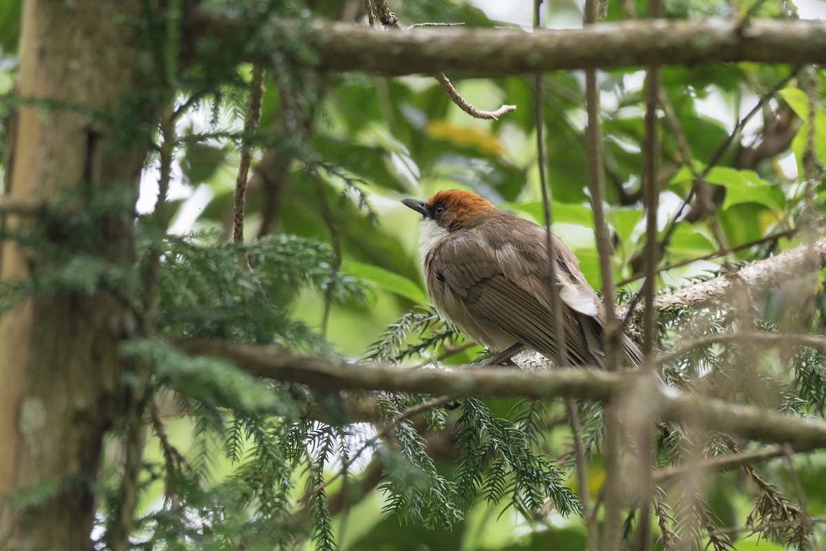 Rufous-crowned Laughingthrush - ML622815621