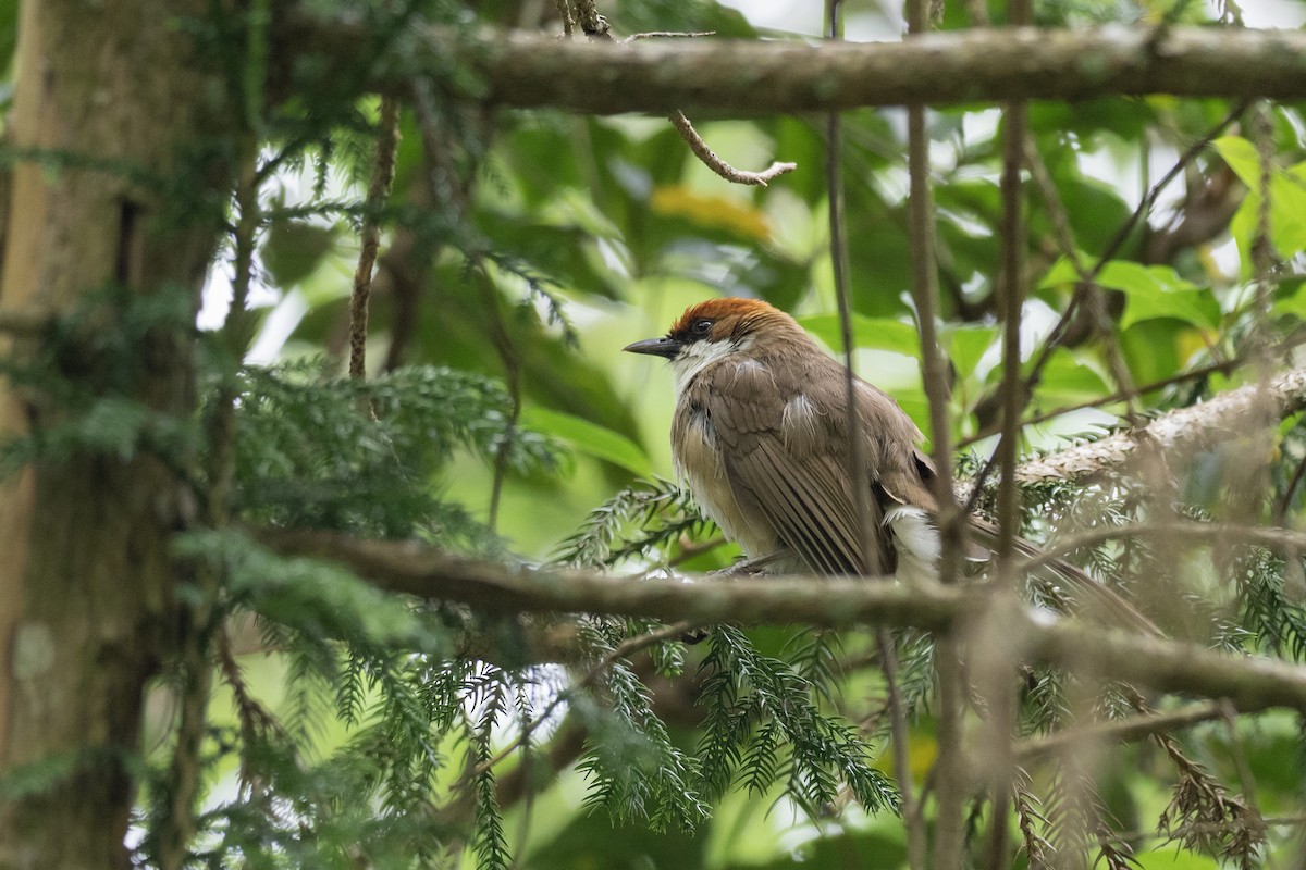 Rufous-crowned Laughingthrush - ML622815622