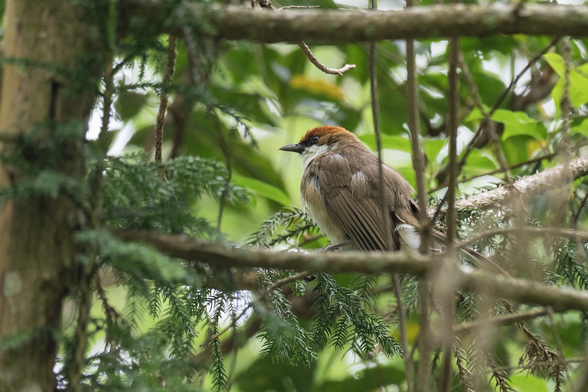 Rufous-crowned Laughingthrush - ML622815623