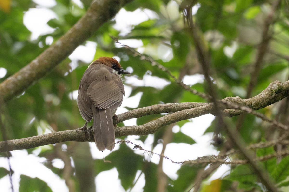 Rufous-crowned Laughingthrush - ML622815624