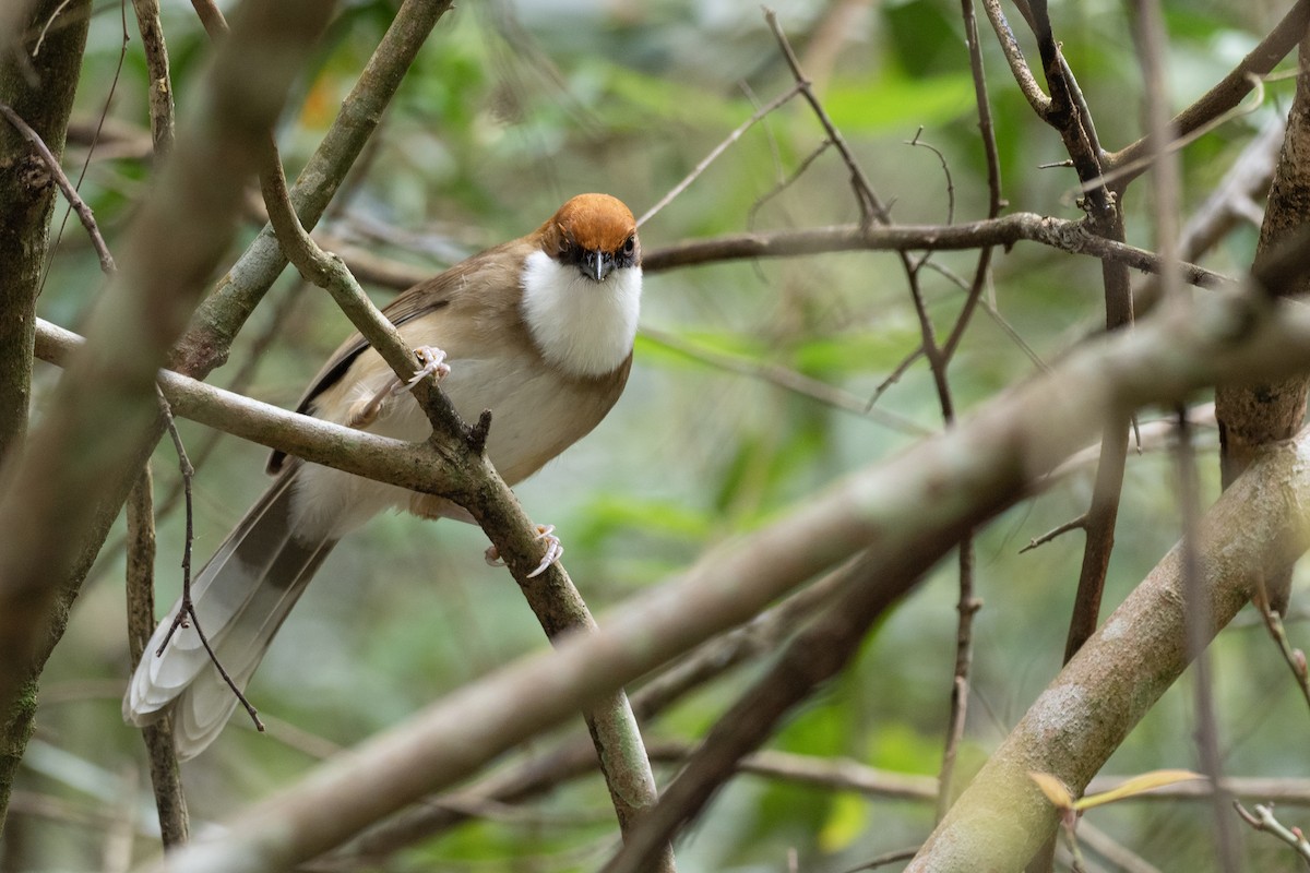 Rufous-crowned Laughingthrush - ML622815625