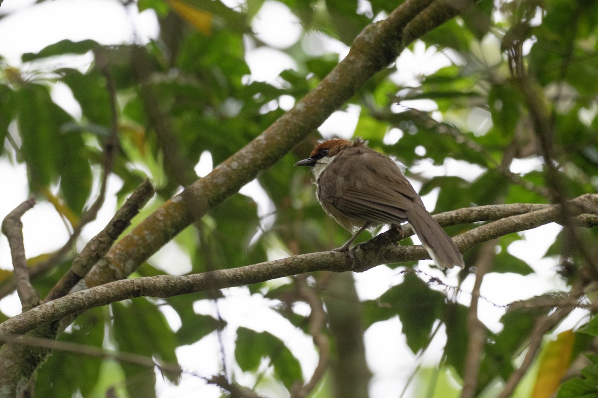 Rufous-crowned Laughingthrush - ML622815627