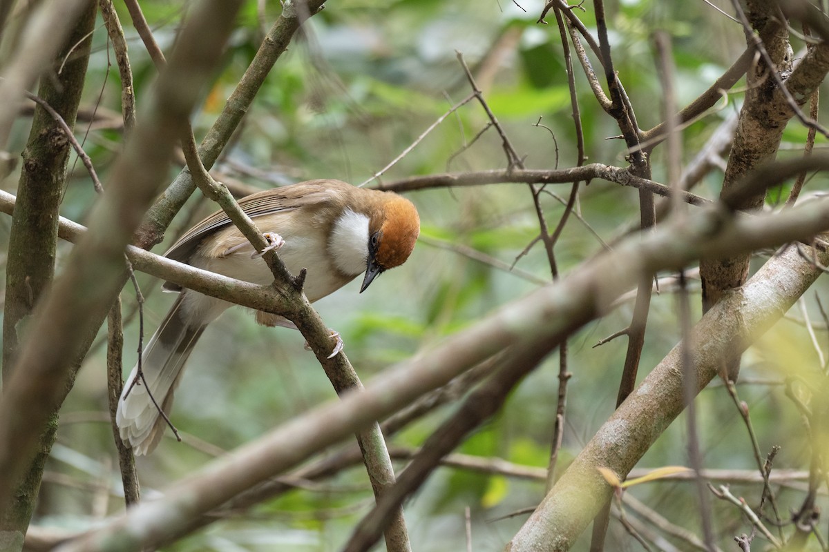 Rufous-crowned Laughingthrush - ML622815628