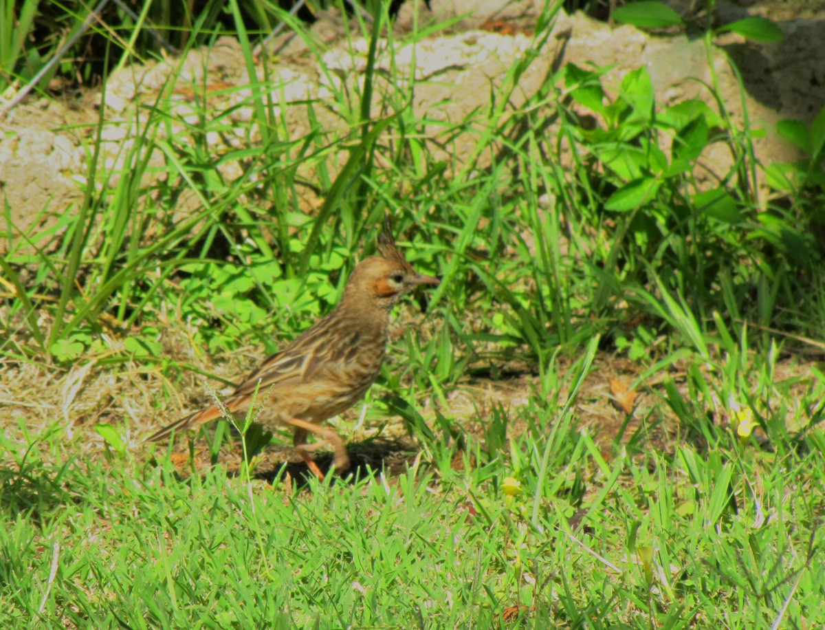 Lark-like Brushrunner - ML622815632