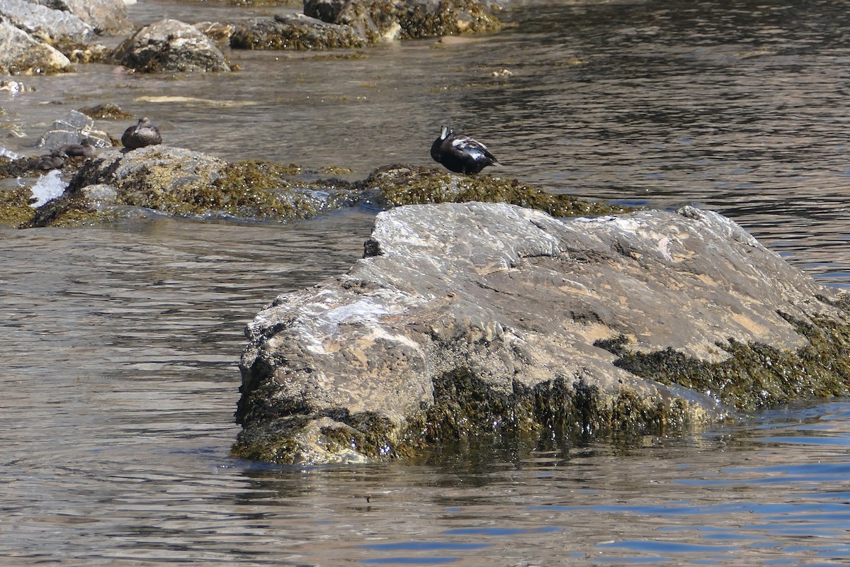 Common Eider - Jim St Laurent