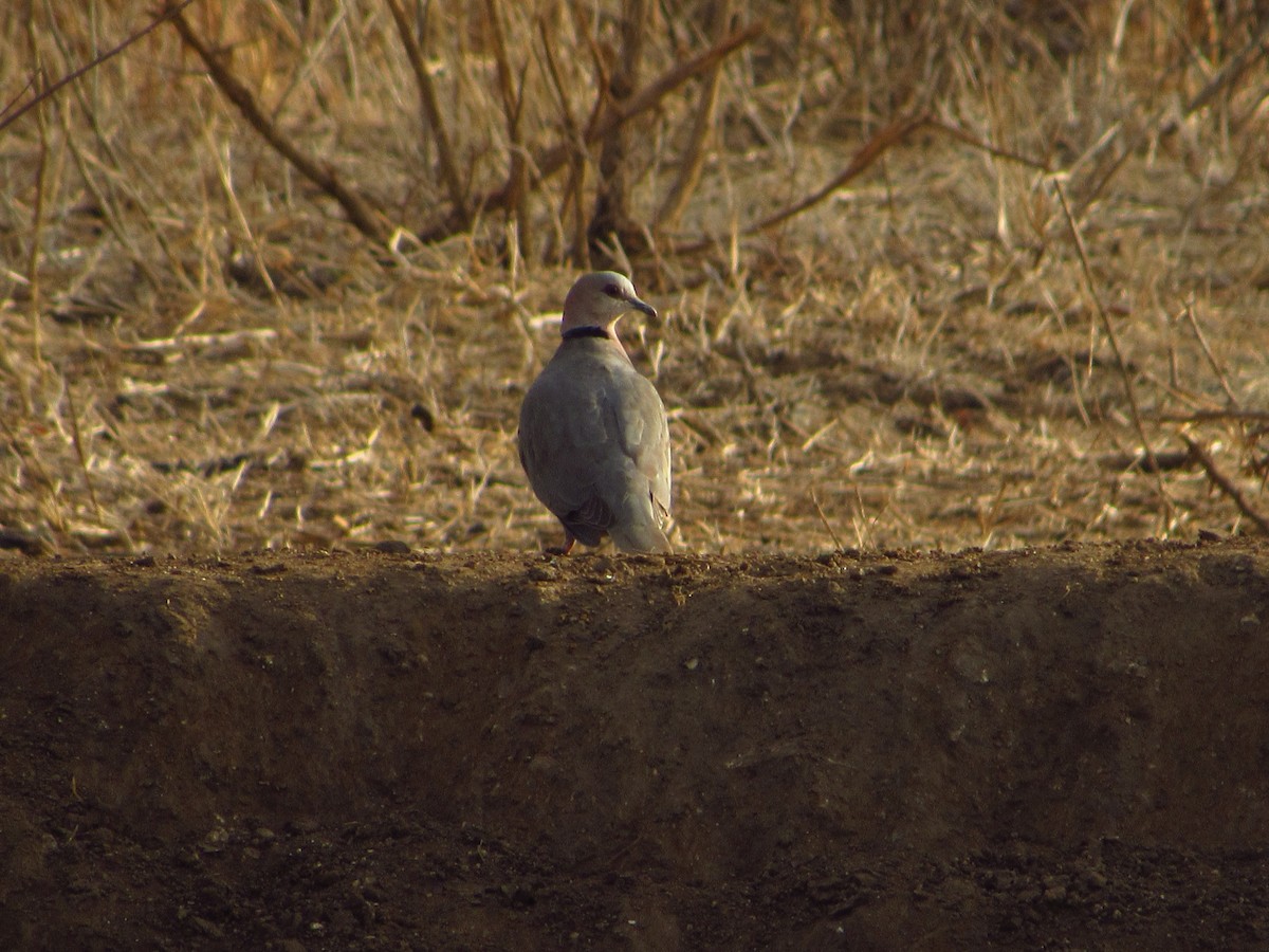 Red-eyed Dove - Eric Ray