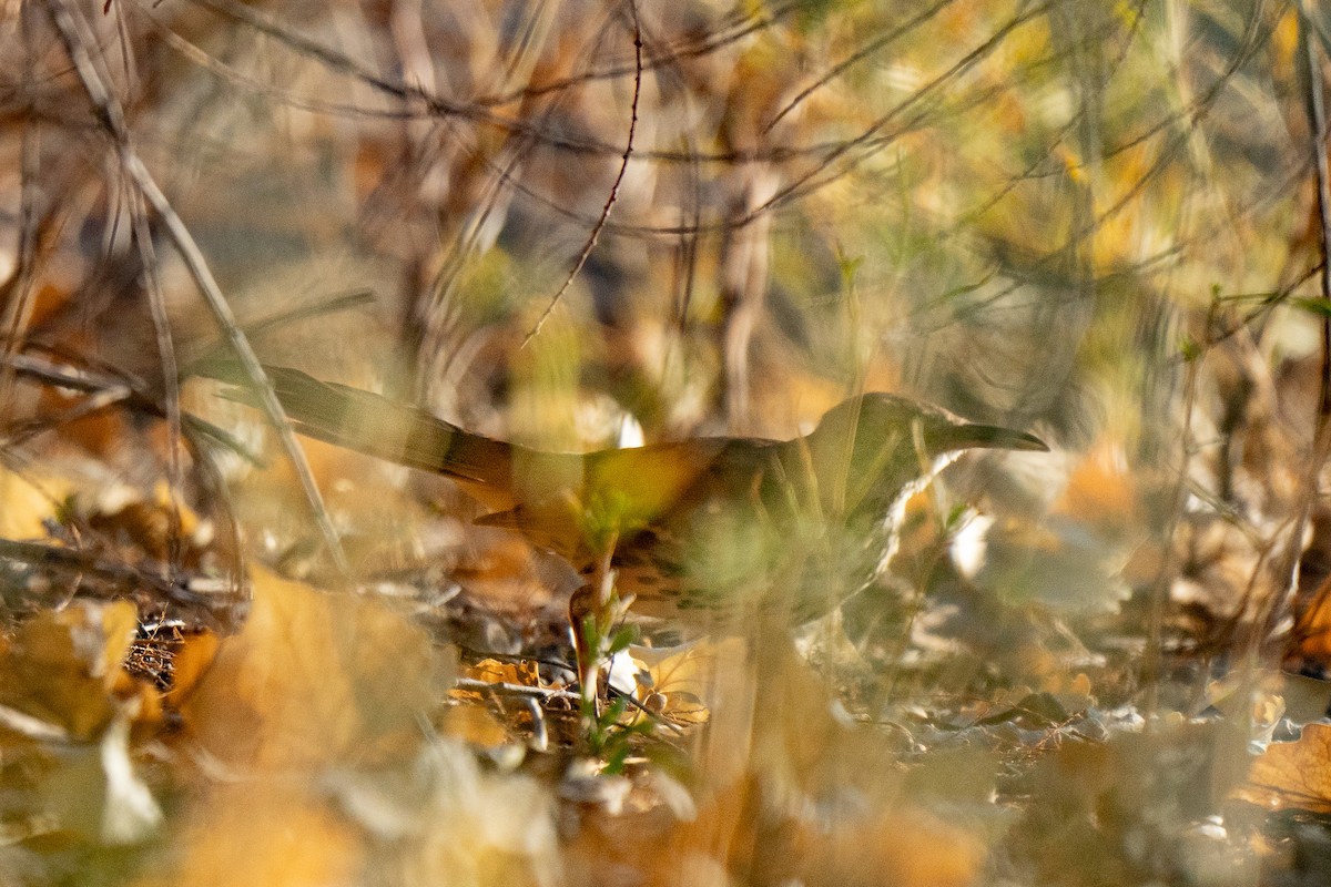 Brown Thrasher - ML622815677