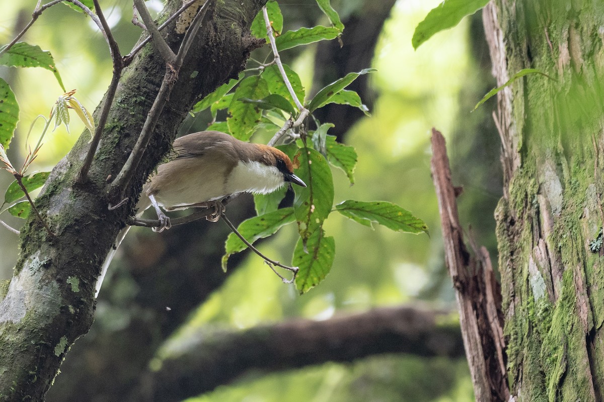 Rufous-crowned Laughingthrush - ML622815678