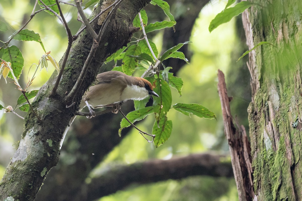 Rufous-crowned Laughingthrush - ML622815679