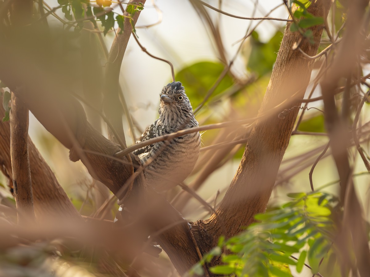 Barred Antshrike (Barred) - ML622815700