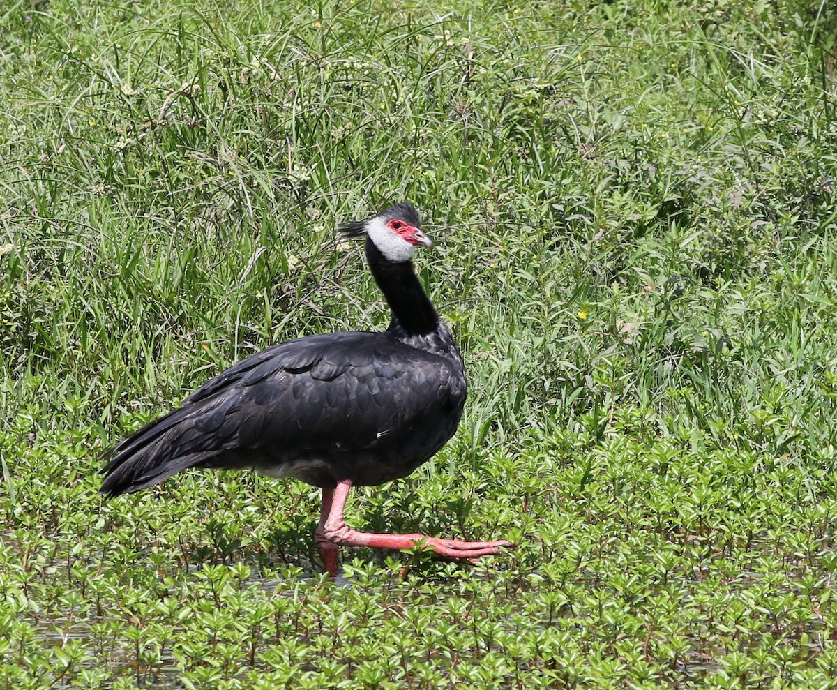 Northern Screamer - ML622815710