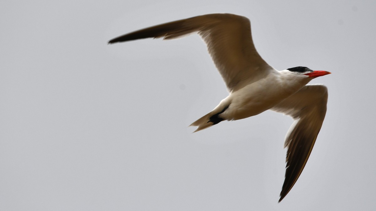 Caspian Tern - ML622815735