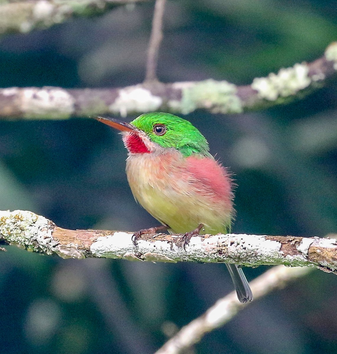 Broad-billed Tody - ML622815738