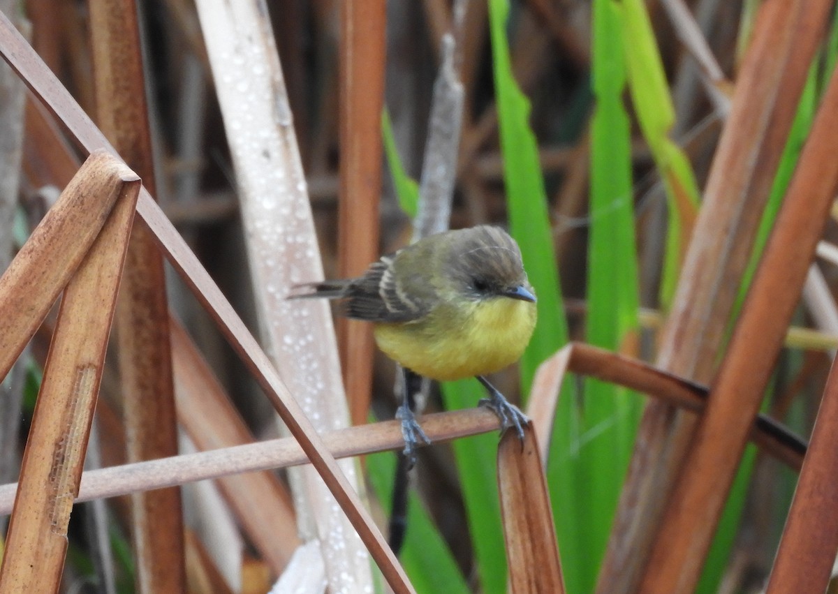 Warbling Doradito - ML622815789