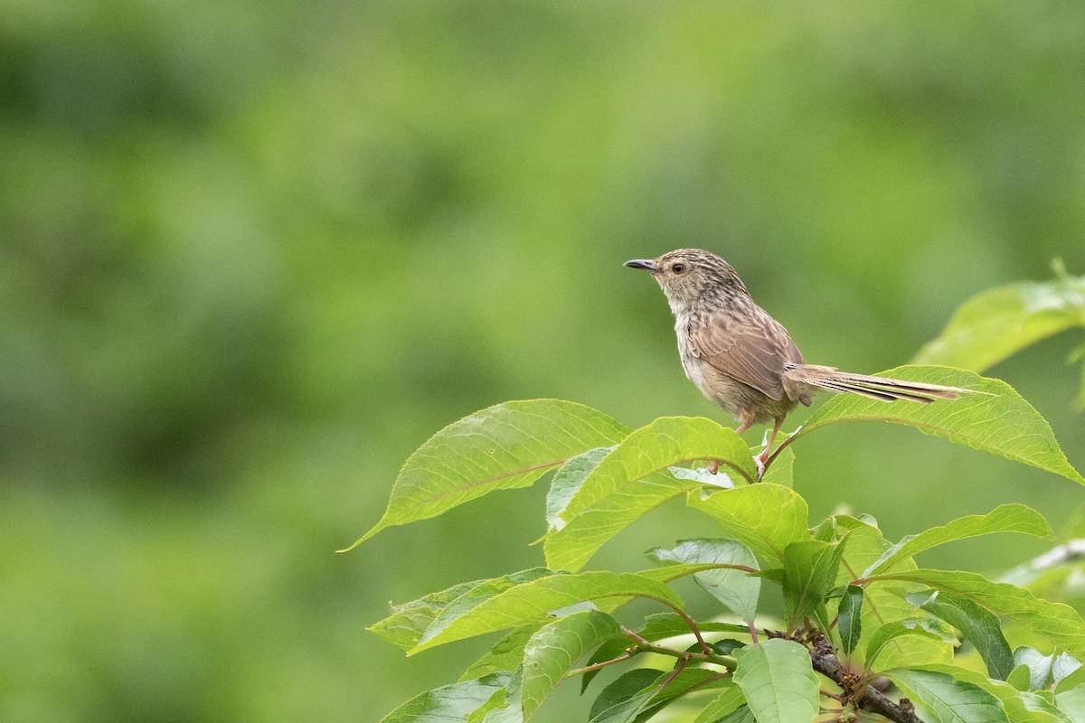 Prinia Estriada - ML622815792