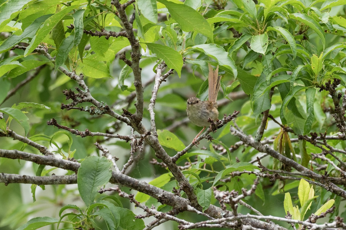 Striped Prinia - Doug Whitman