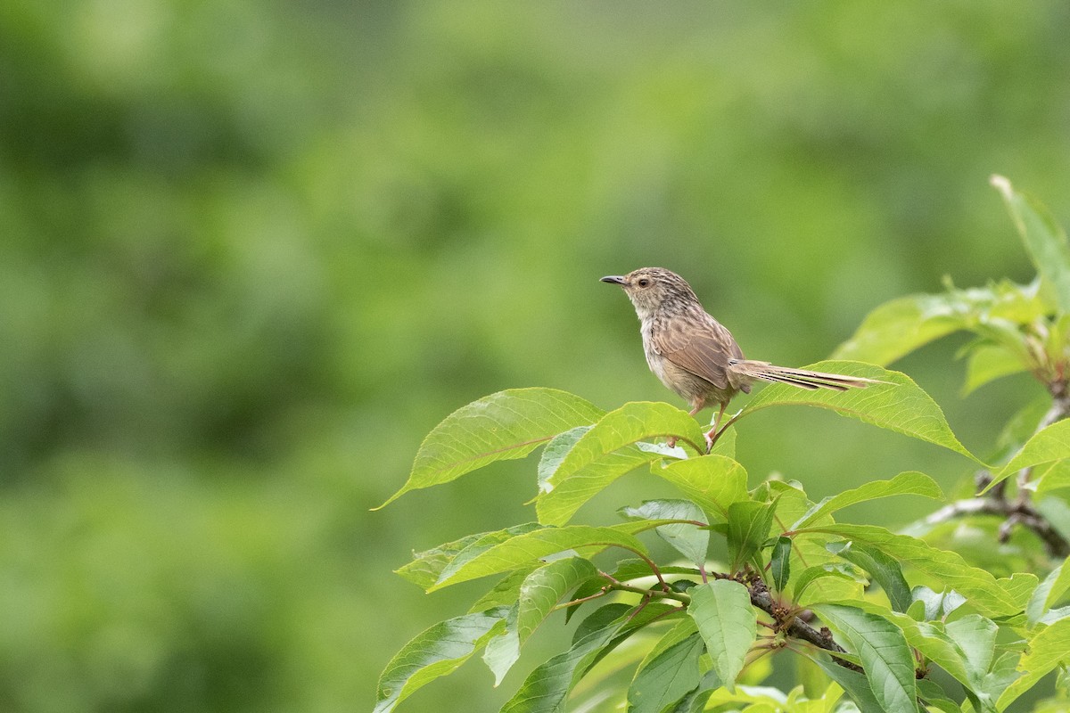 Prinia Estriada - ML622815794