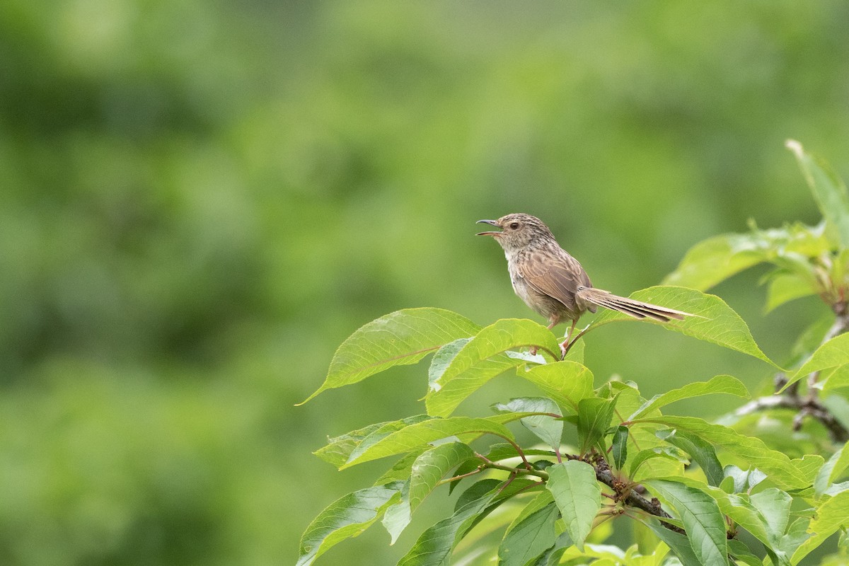 Striped Prinia - ML622815795