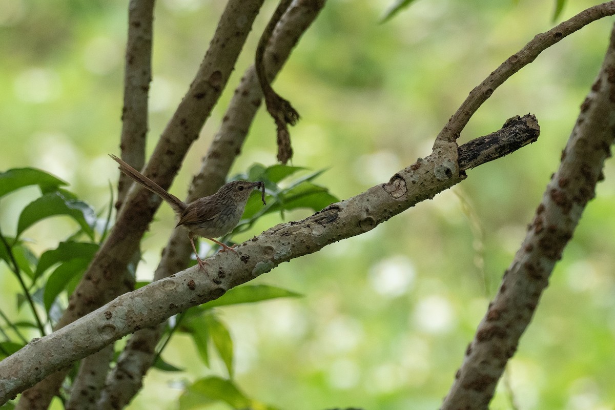 Striped Prinia - ML622815796