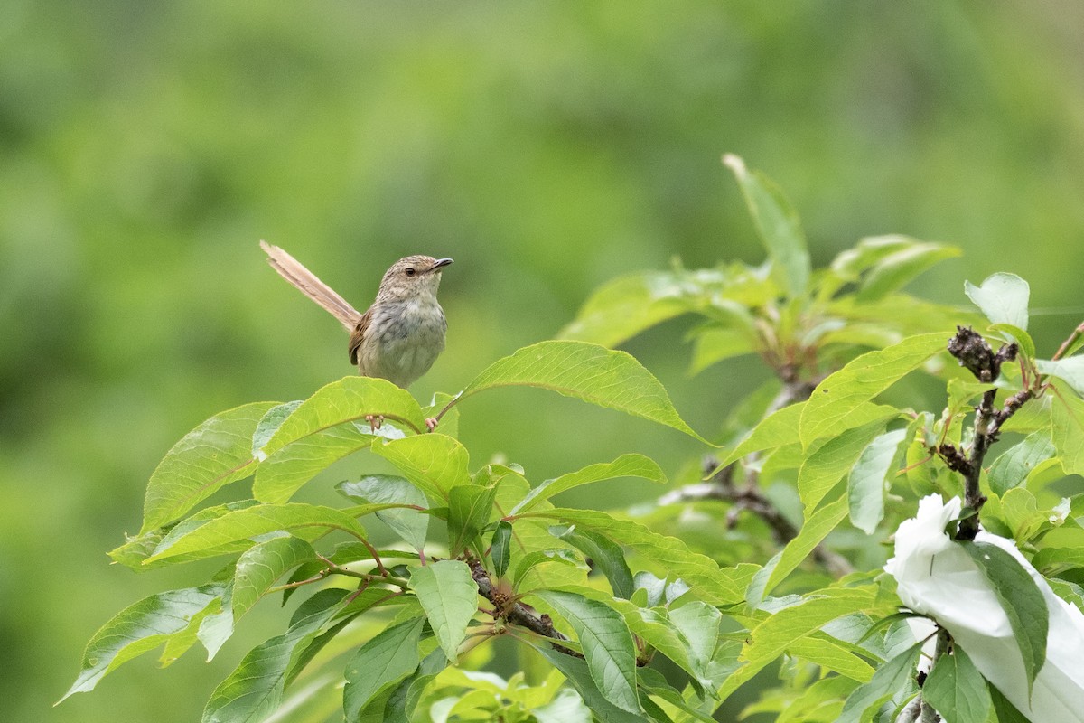 Striped Prinia - ML622815797