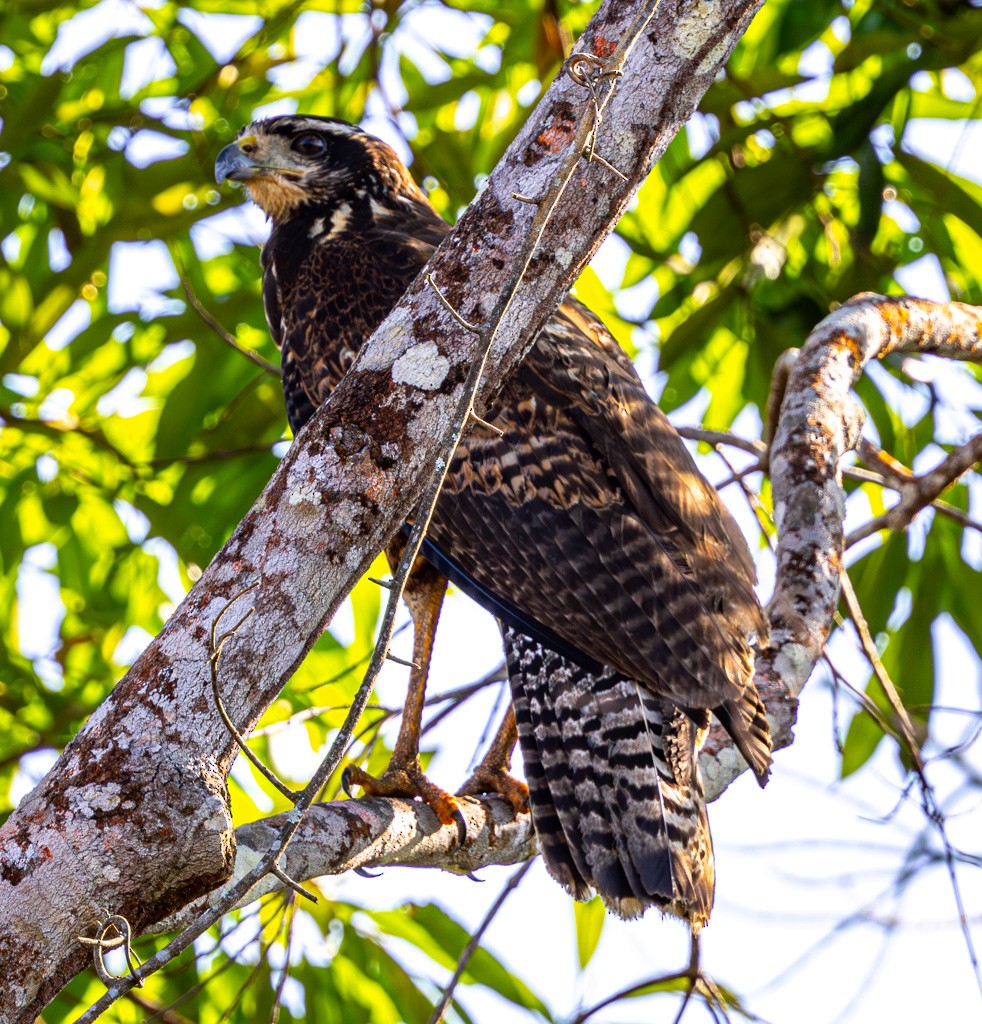 Great Black Hawk - ML622815801