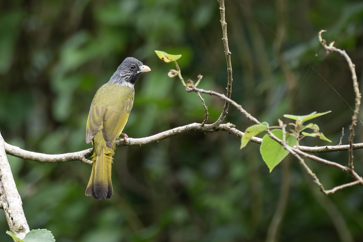 Collared Finchbill - ML622815808